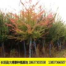 三角楓