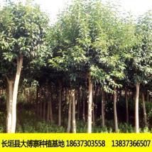 大女葉貞